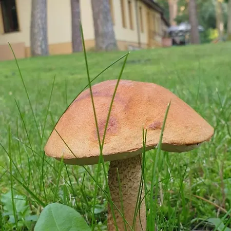 Kemp Toscana Camp Pogorzelica (Gmina Rewal)