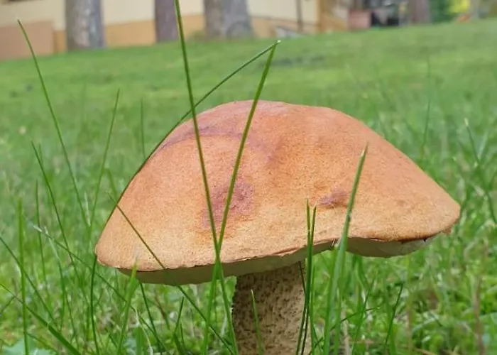 Camping Toscana Camp Pogorzelica (Gmina Rewal)